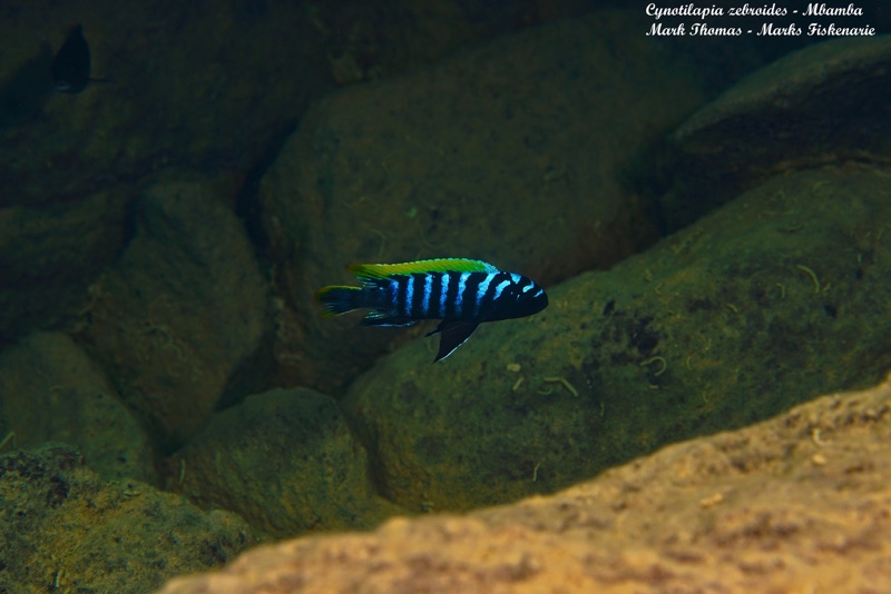 Cynotilapia zebroides 'Mbamba Reef'
